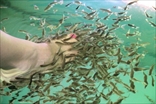 Fish пиллинг ножек